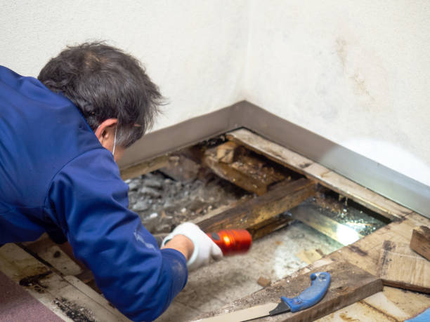 Best Black Mold Remediation in Centereach, NY