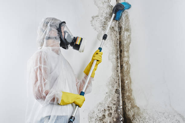 Best Emergency Mold Remediation in Centereach, NY