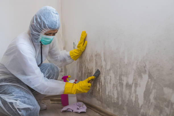 Professional Mold Remediation in Centereach, NY
