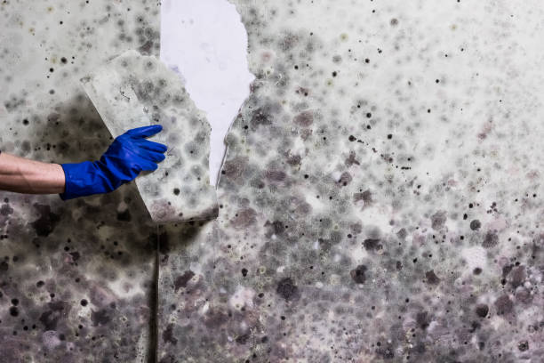 Best Industrial Mold Remediation in Centereach, NY